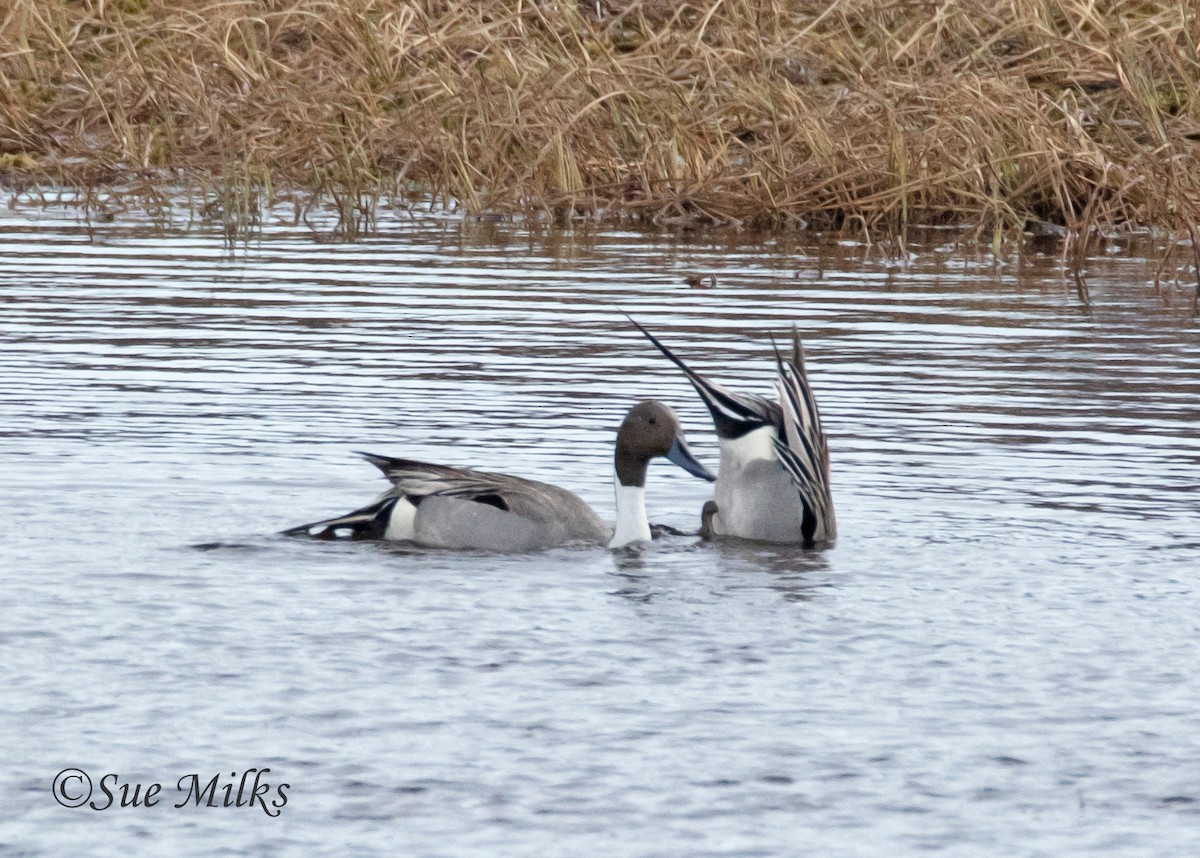 Northern Pintail - ML209949391