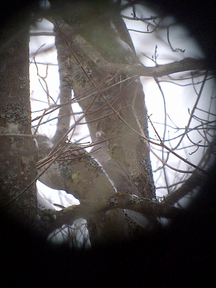 Band-tailed Pigeon - Mike V.A. Burrell