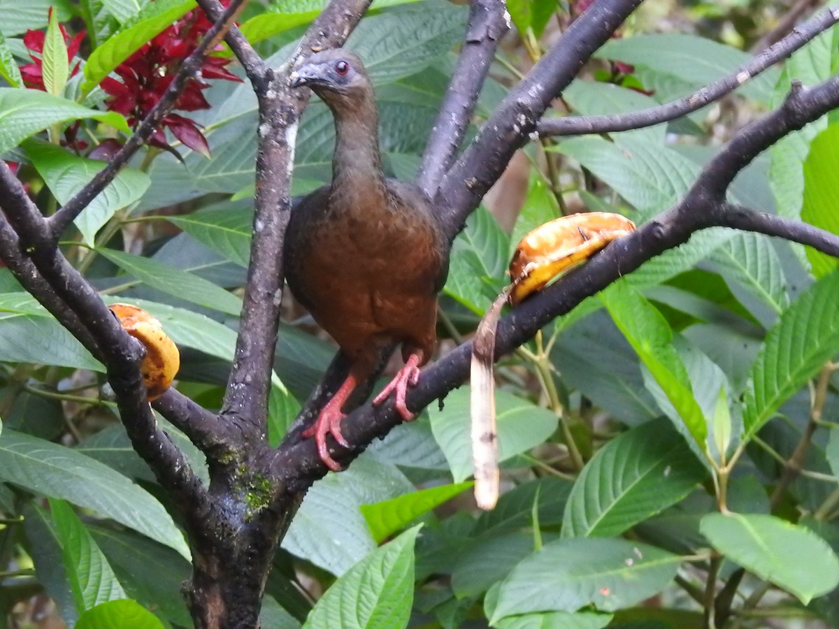 Sickle-winged Guan - ML209950501