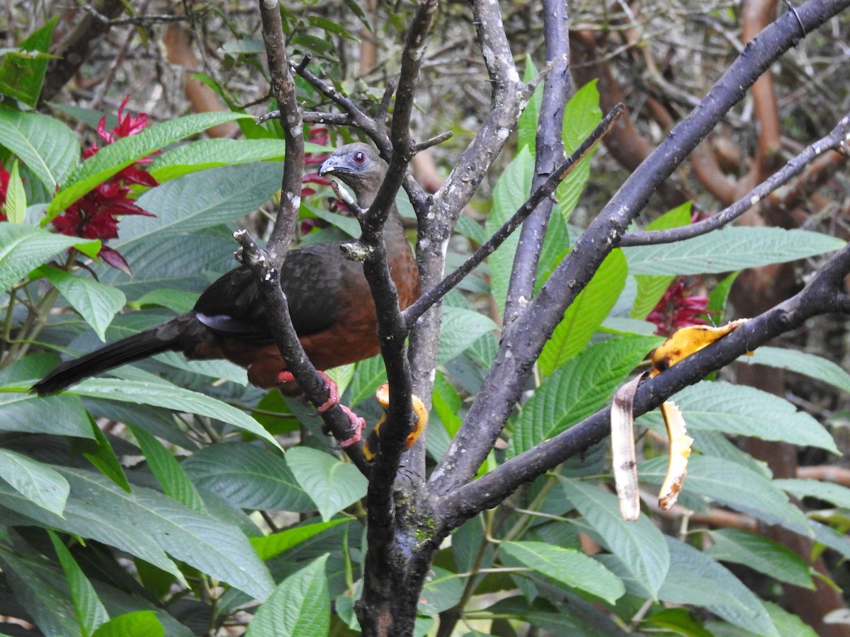 Sickle-winged Guan - ML209950861
