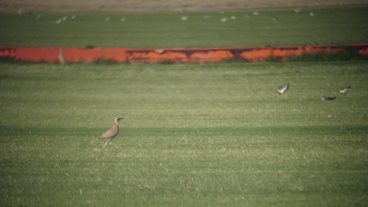 Cream-colored Courser - ML209952381