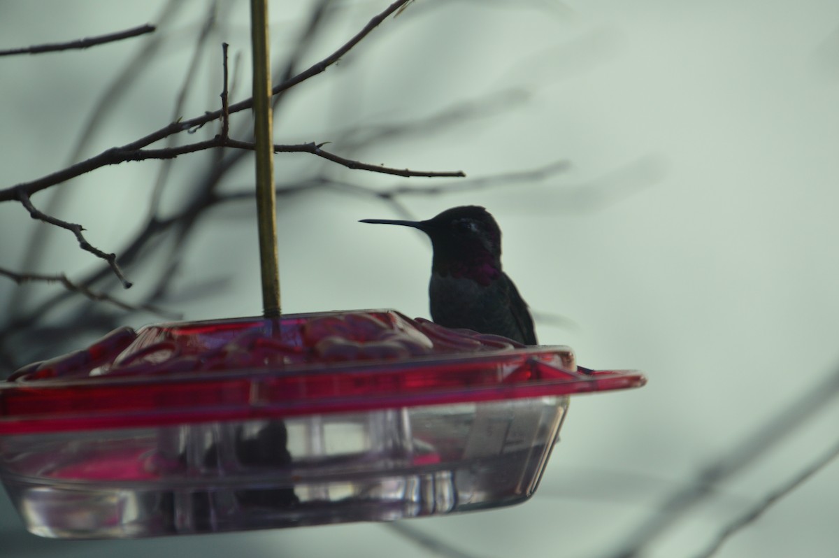 Anna's Hummingbird - ML209953691