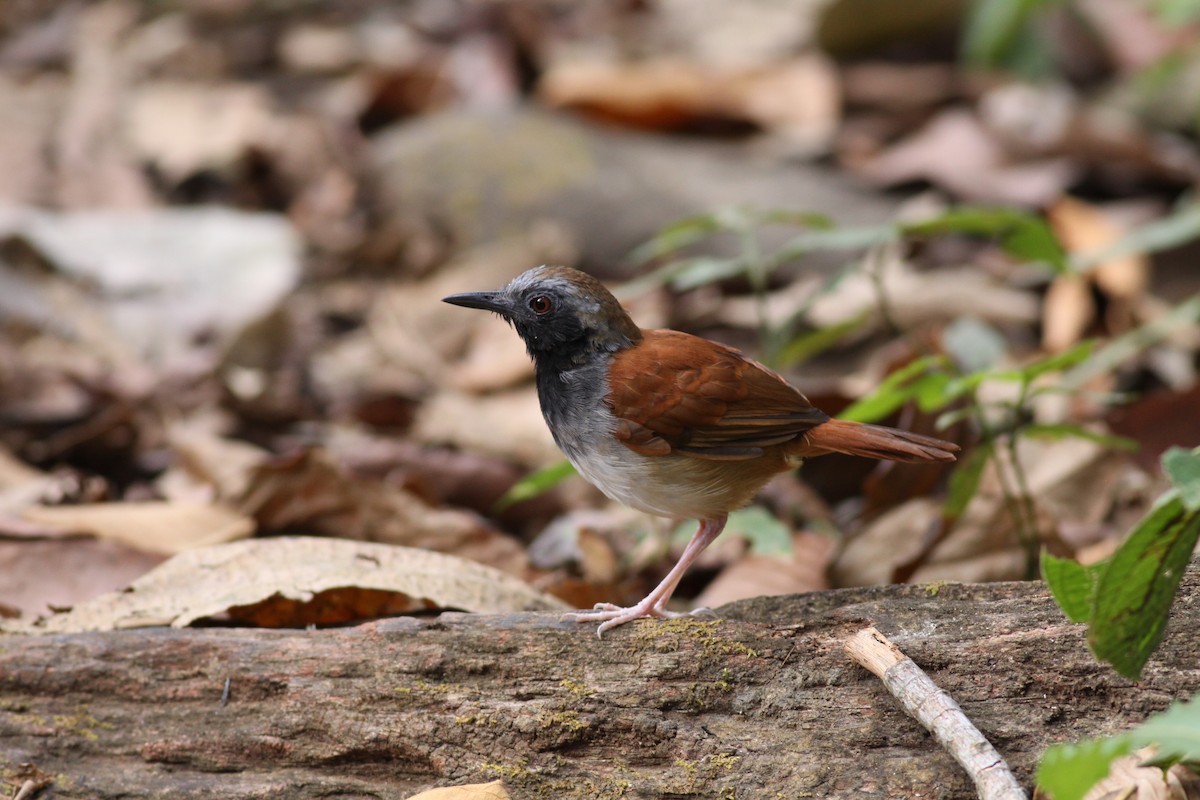 White-bellied Antbird - Ian Davies
