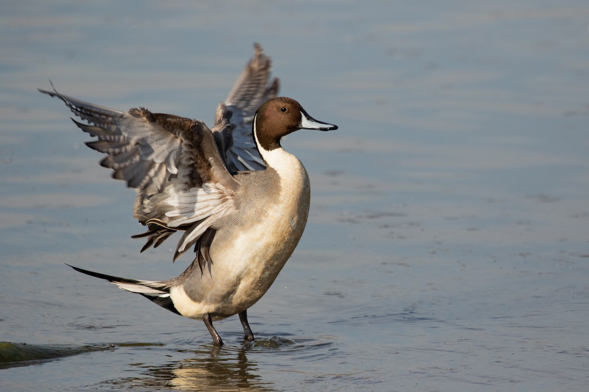 Northern Pintail - Ronan Nicholson