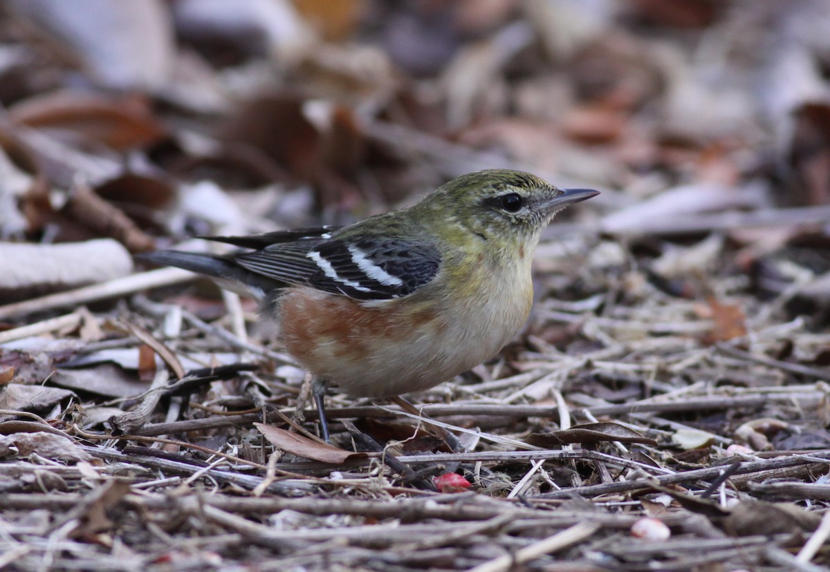 Bay-breasted Warbler - Ian Davies