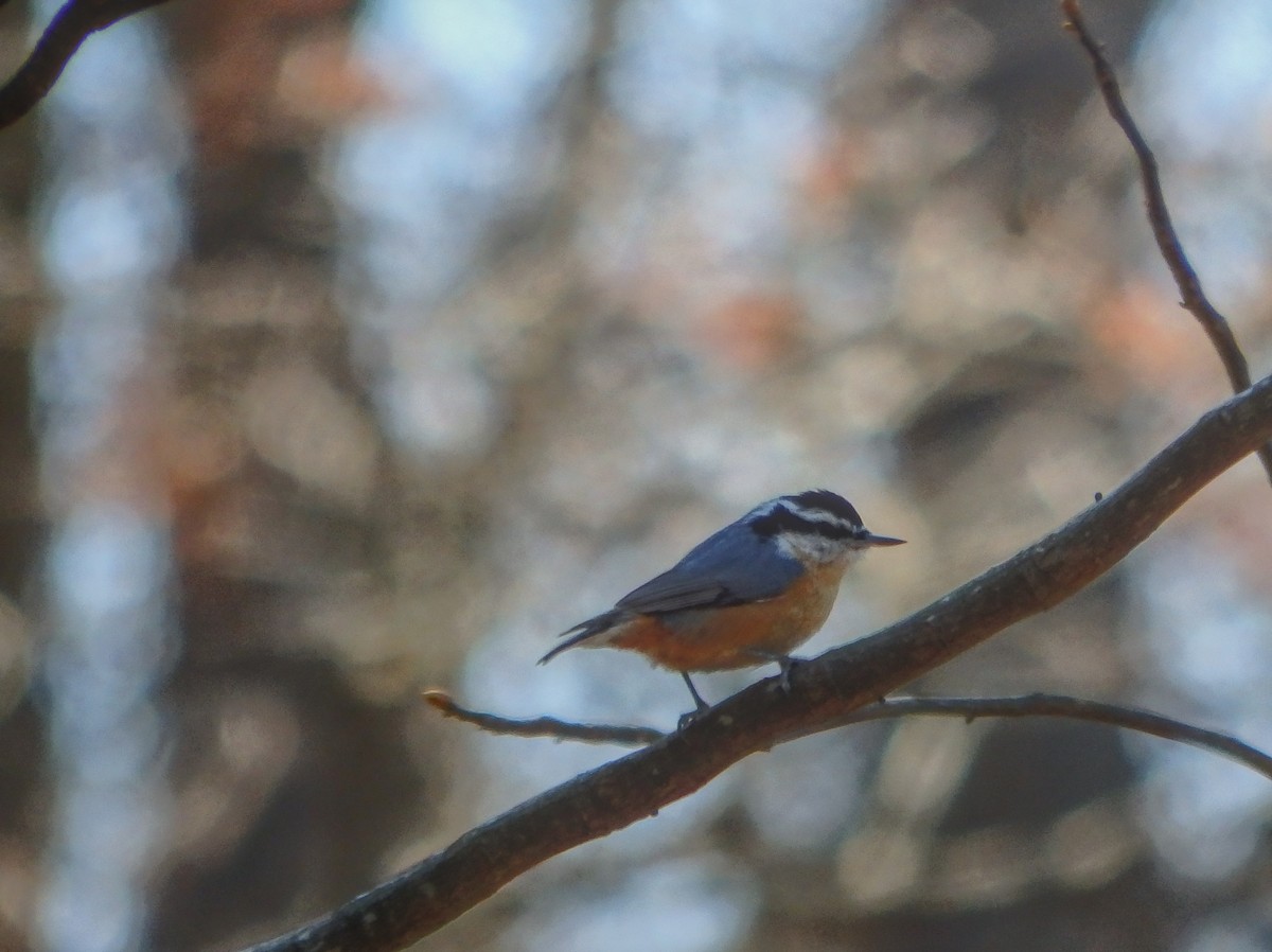 Red-breasted Nuthatch - ML209954121
