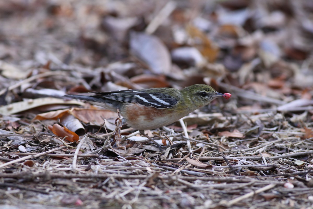 Bay-breasted Warbler - Ian Davies