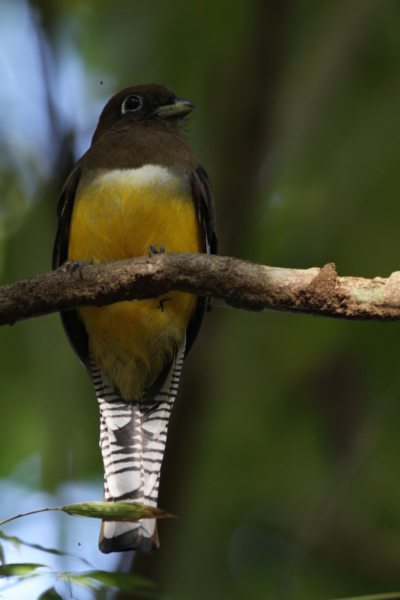 Northern Black-throated Trogon - ML20995521