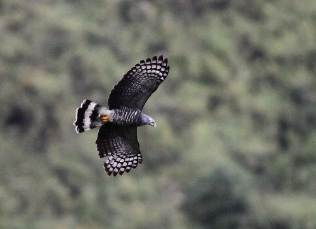 Hook-billed Kite - Ian Davies