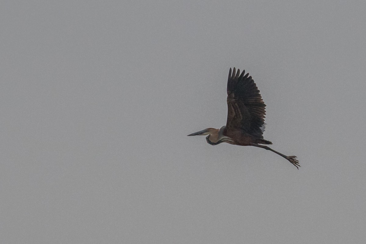 Goliath Heron - Dorna Mojab