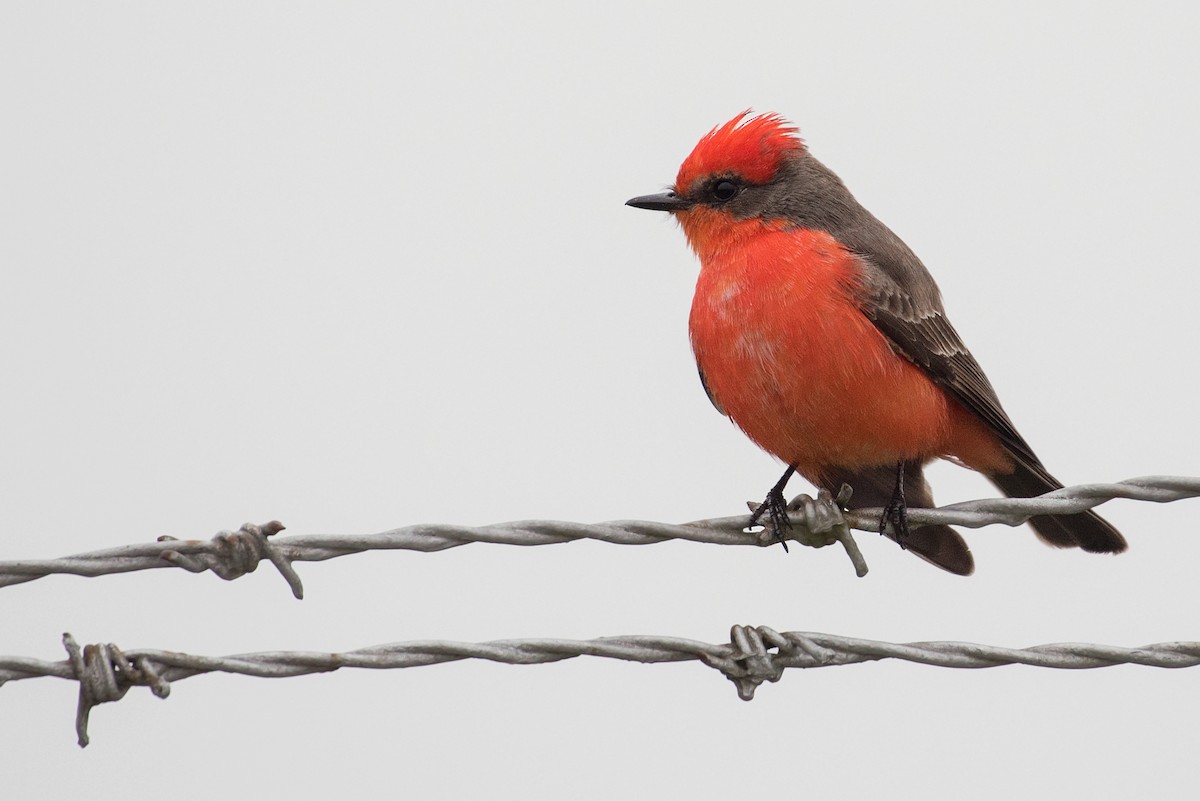 Vermilion Flycatcher - ML209959031