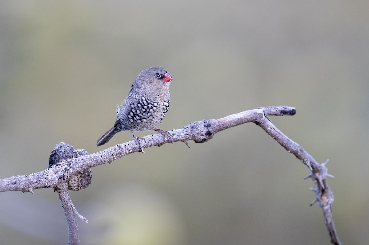 Red-eared Firetail - Laurie Ross | Tracks Birding & Photography Tours