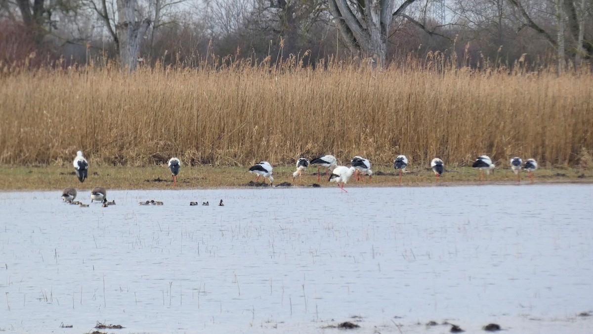 White Stork - ML209961961