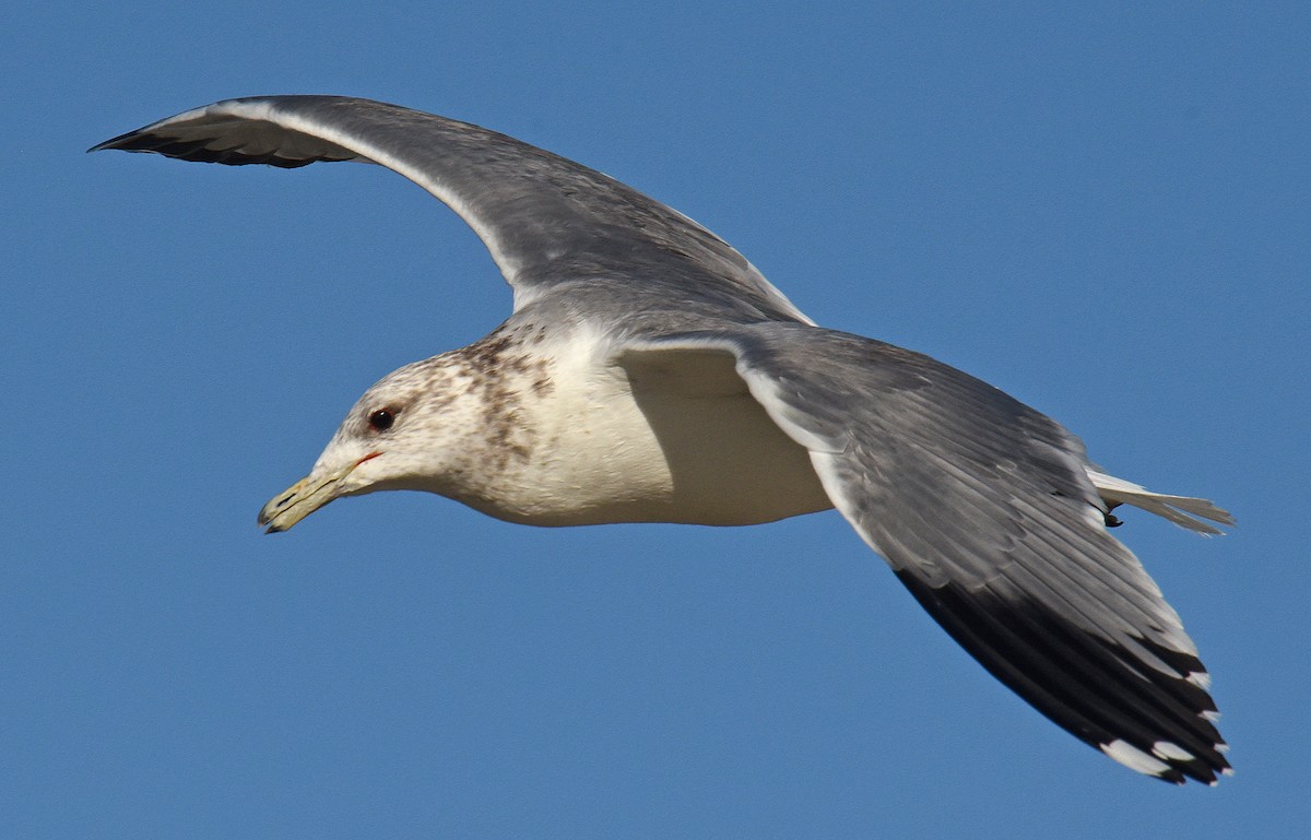 California Gull - Steven Mlodinow