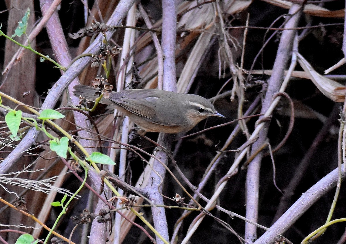 Dusky Warbler - ML209963211