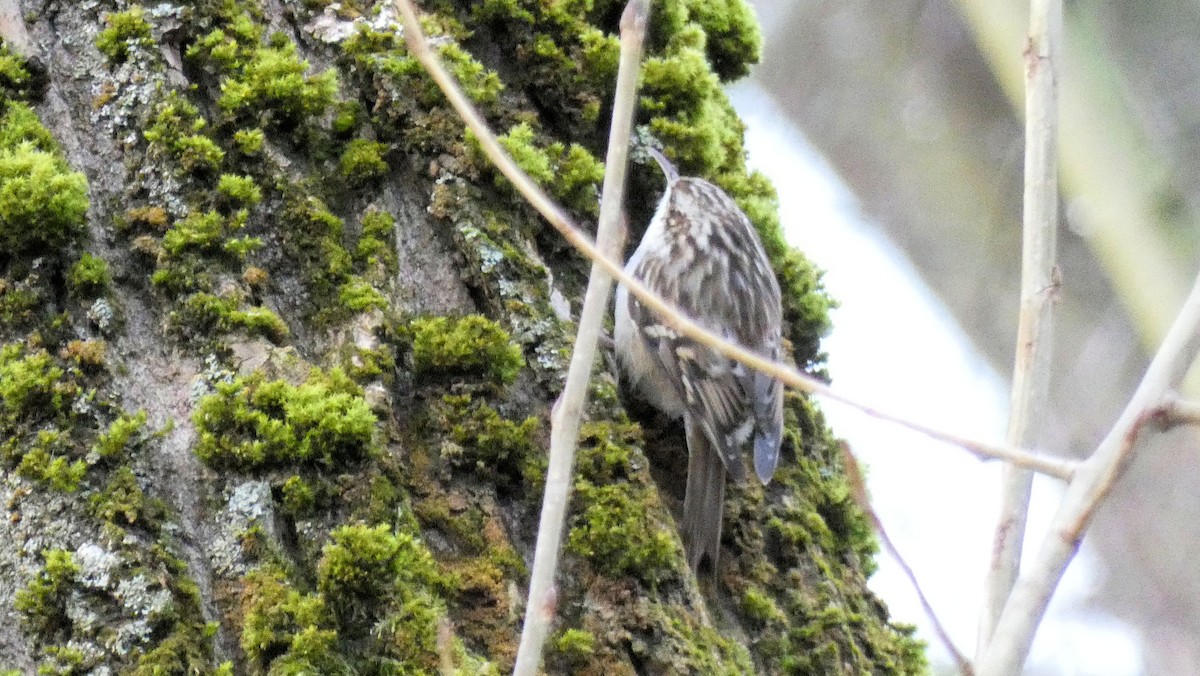 Short-toed Treecreeper - ML209966551