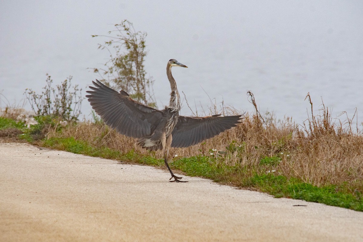 Great Blue Heron - ML209968011