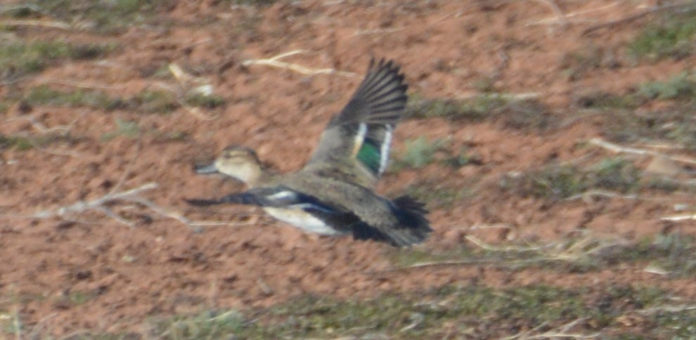 Green-winged Teal - ML209968781