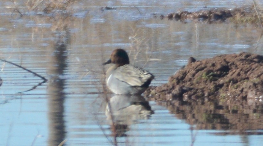 Green-winged Teal - ML209968891