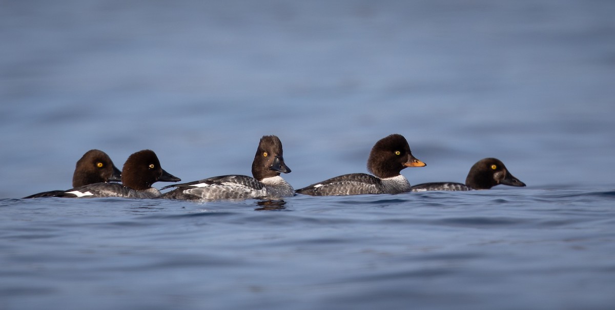Barrow's Goldeneye - ML209968941