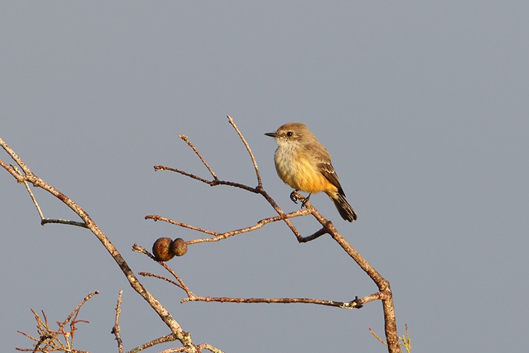 Vermilion Flycatcher - ML20997001