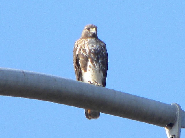 Red-tailed Hawk - ML20997201