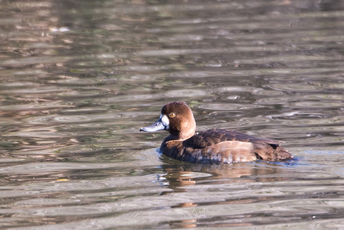 Lesser Scaup - ML20997291