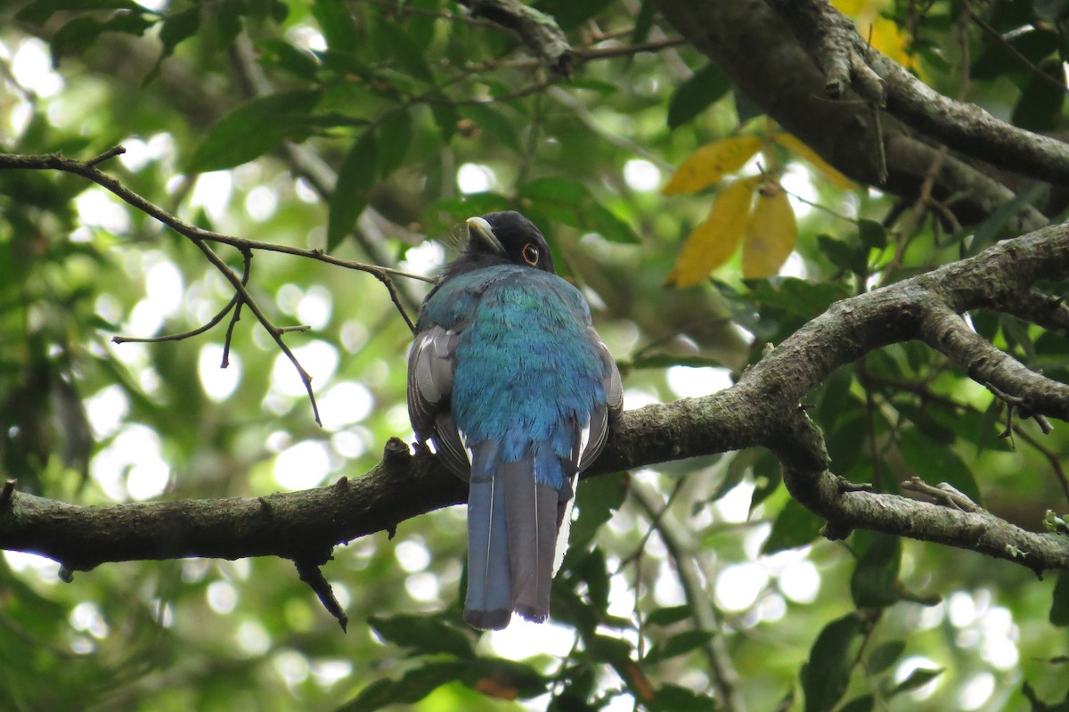 Surucua Trogon - ML209973121