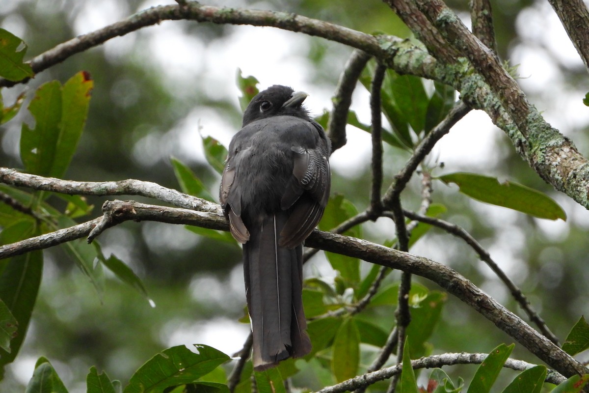 Surucua Trogon - ML209973171