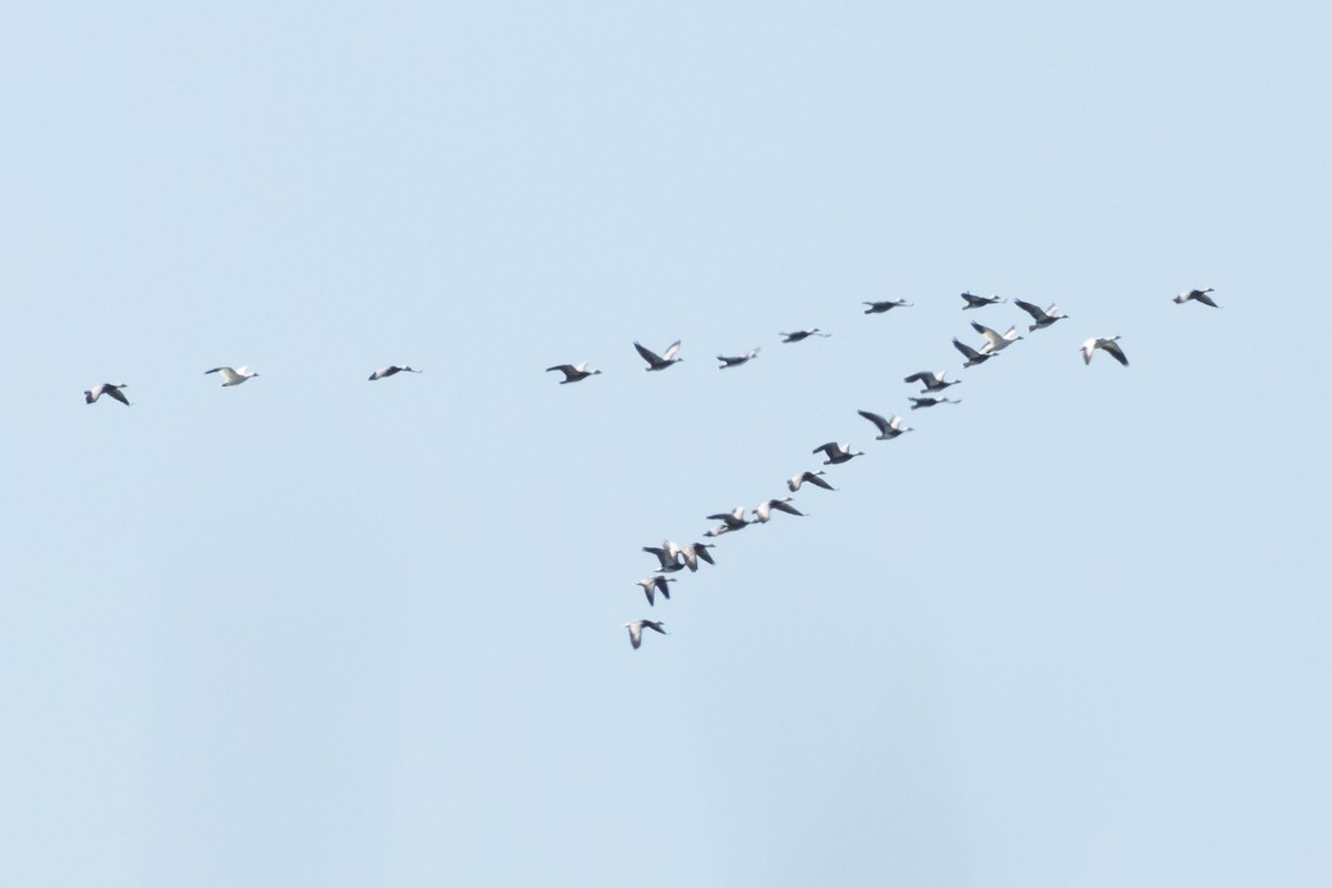 Snow Goose - ML209973251