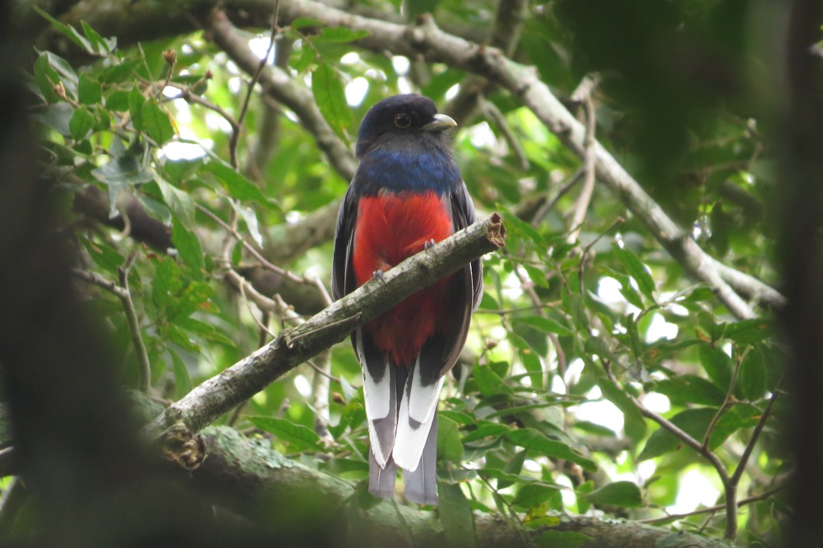 Surucua Trogon - ML209973411