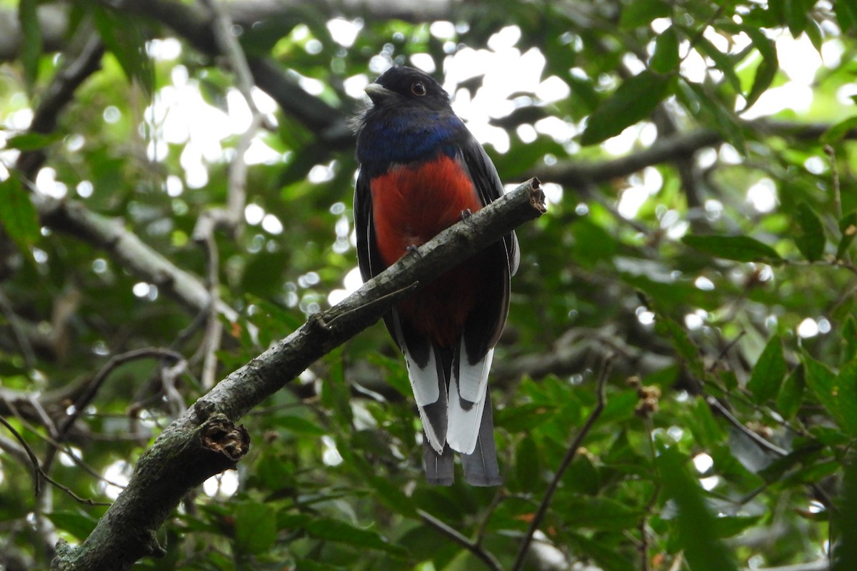 Surucua Trogon - ML209973431