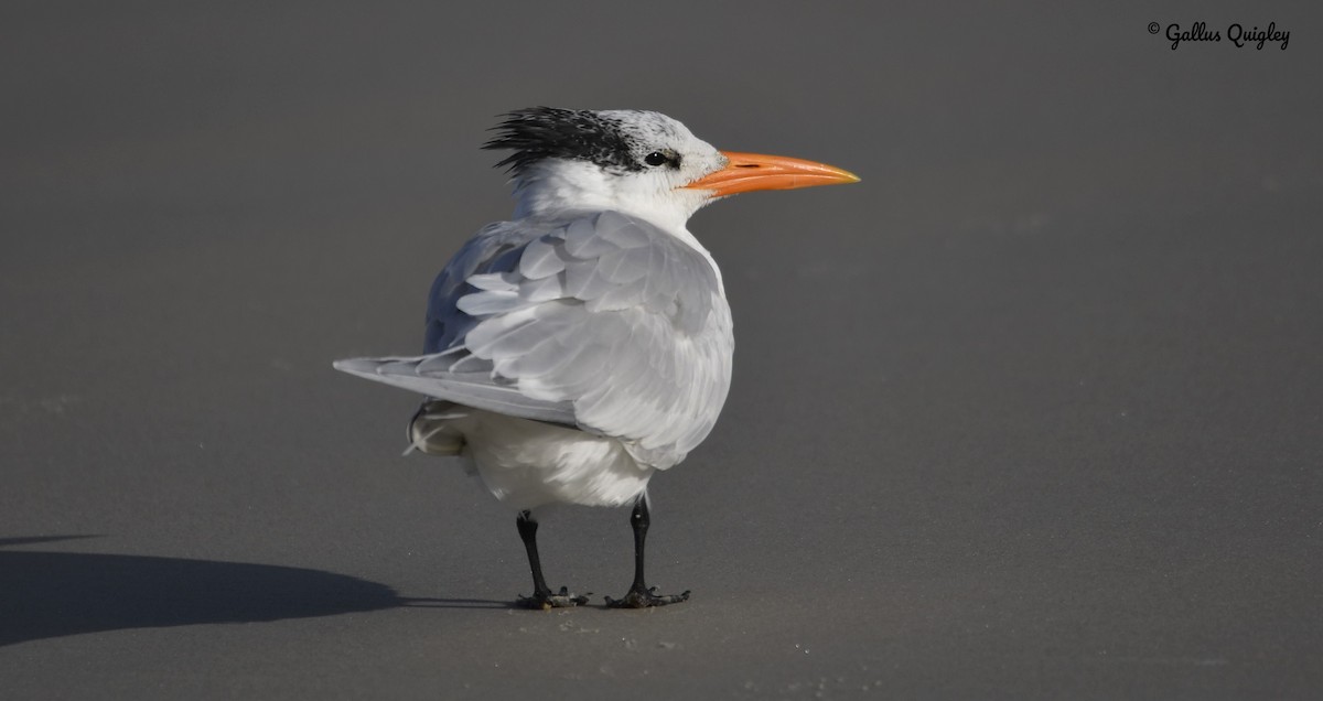 Royal Tern - ML209974351