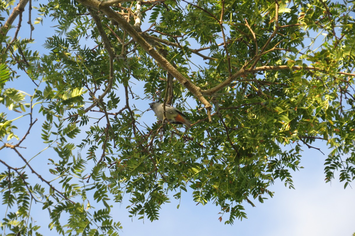 Chestnut-vented Conebill - ML209975171