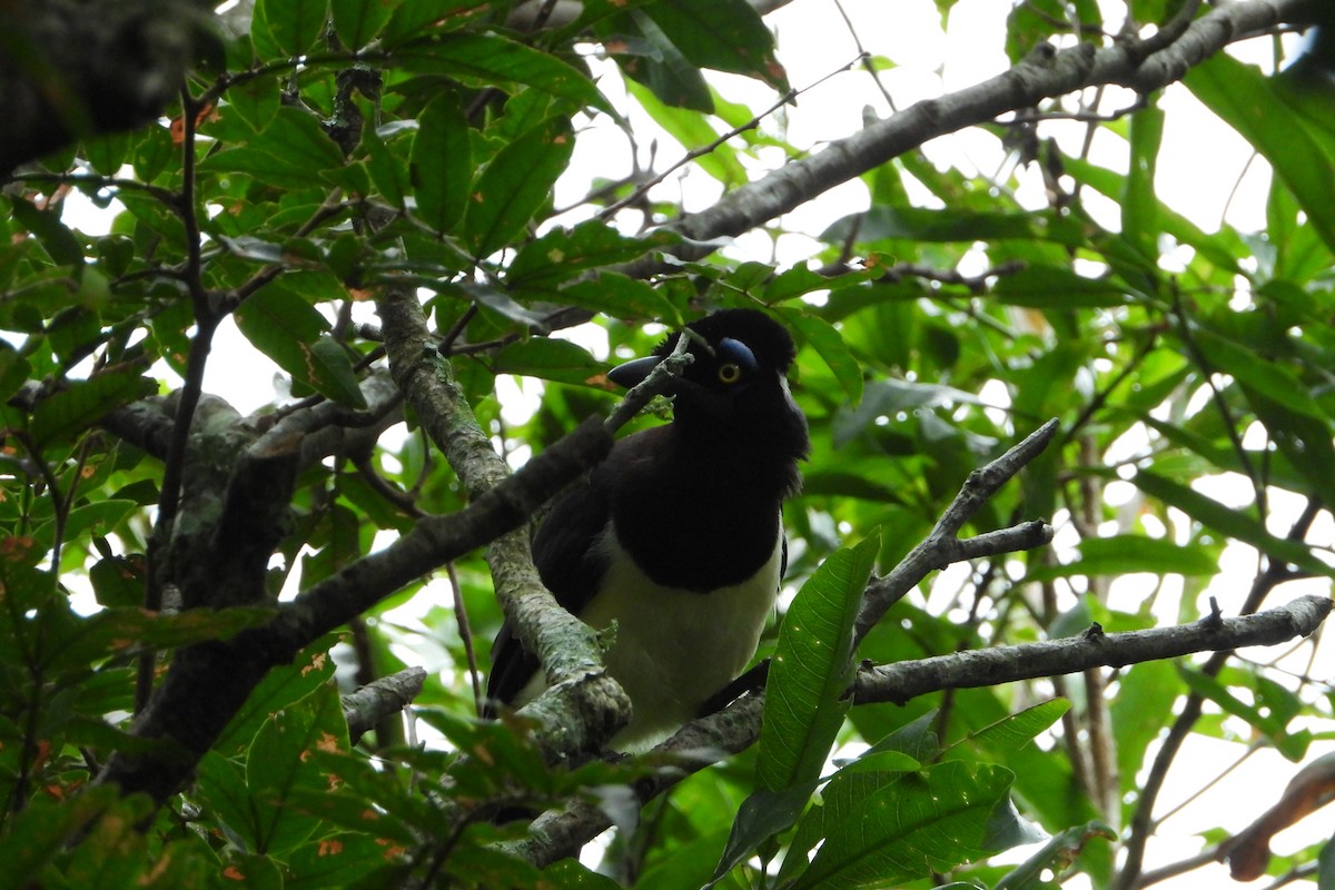 Plush-crested Jay - ML209975221