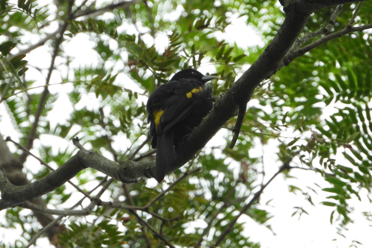 Golden-winged Cacique - ML209975241