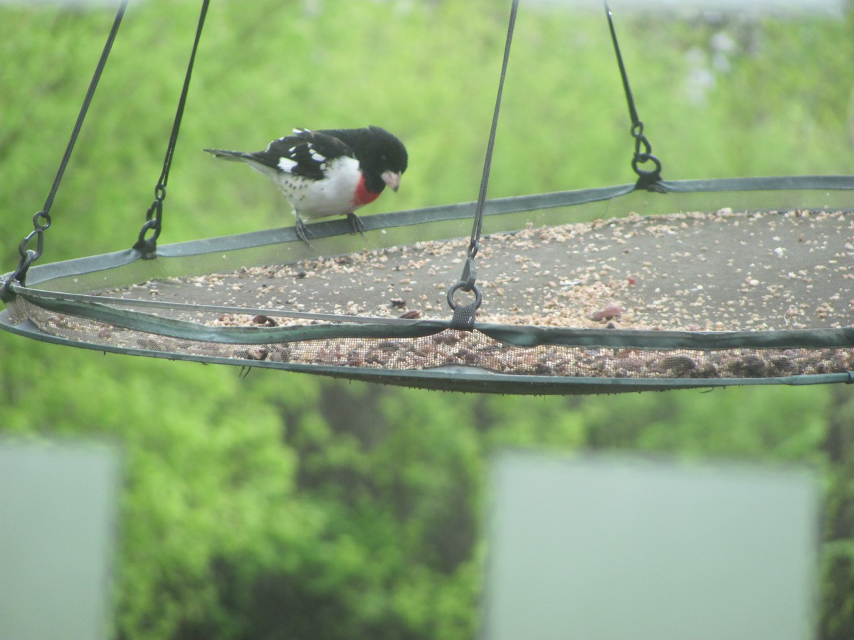 Rose-breasted Grosbeak - ML209977811