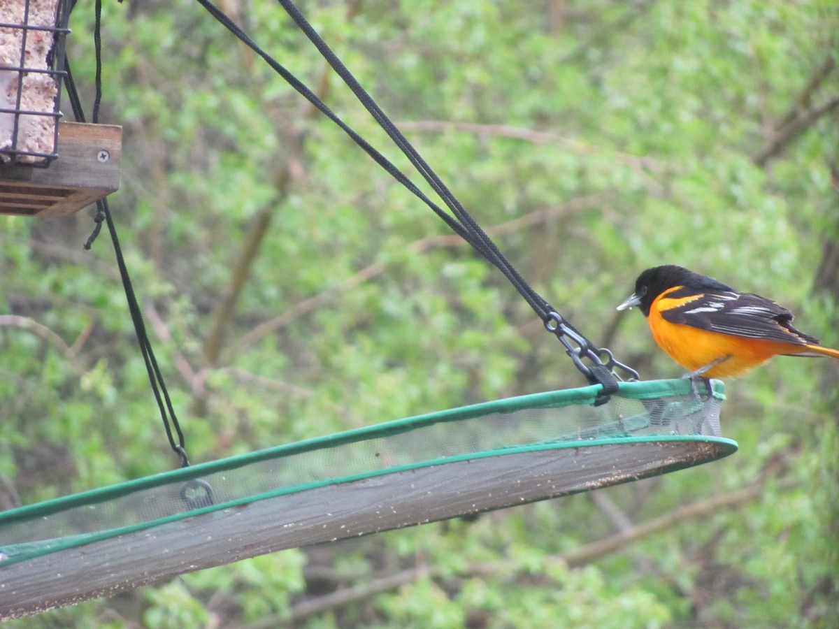 Baltimore Oriole - ML209978861