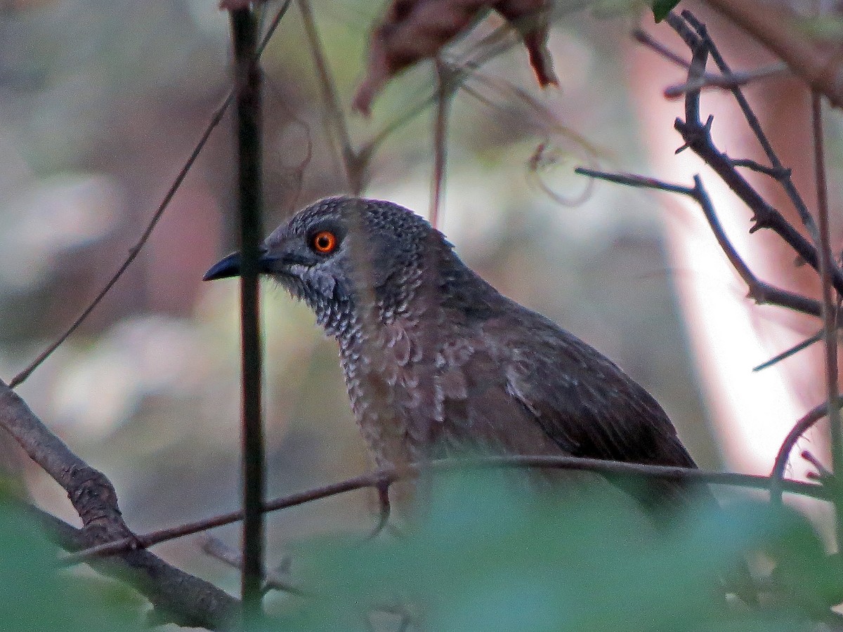 Brown Babbler - ML209982821