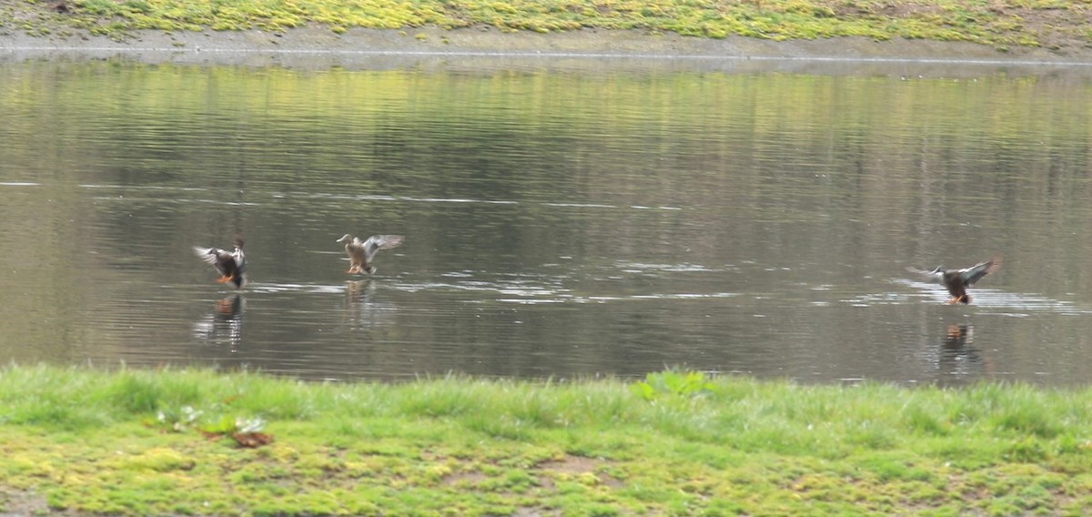 Australasian Shoveler - ML209984131