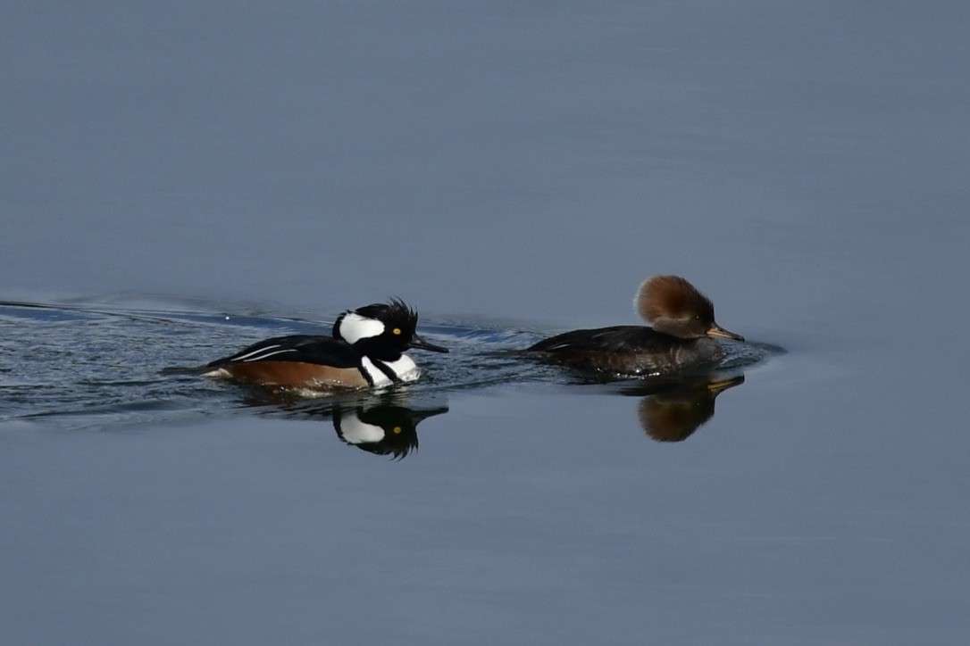 Hooded Merganser - Julia Flesaker