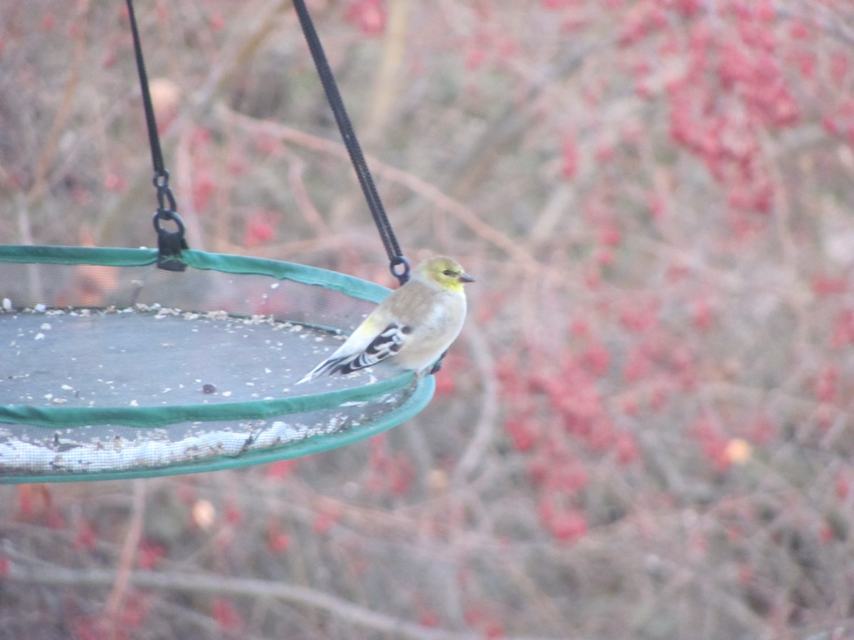 American Goldfinch - ML209984821