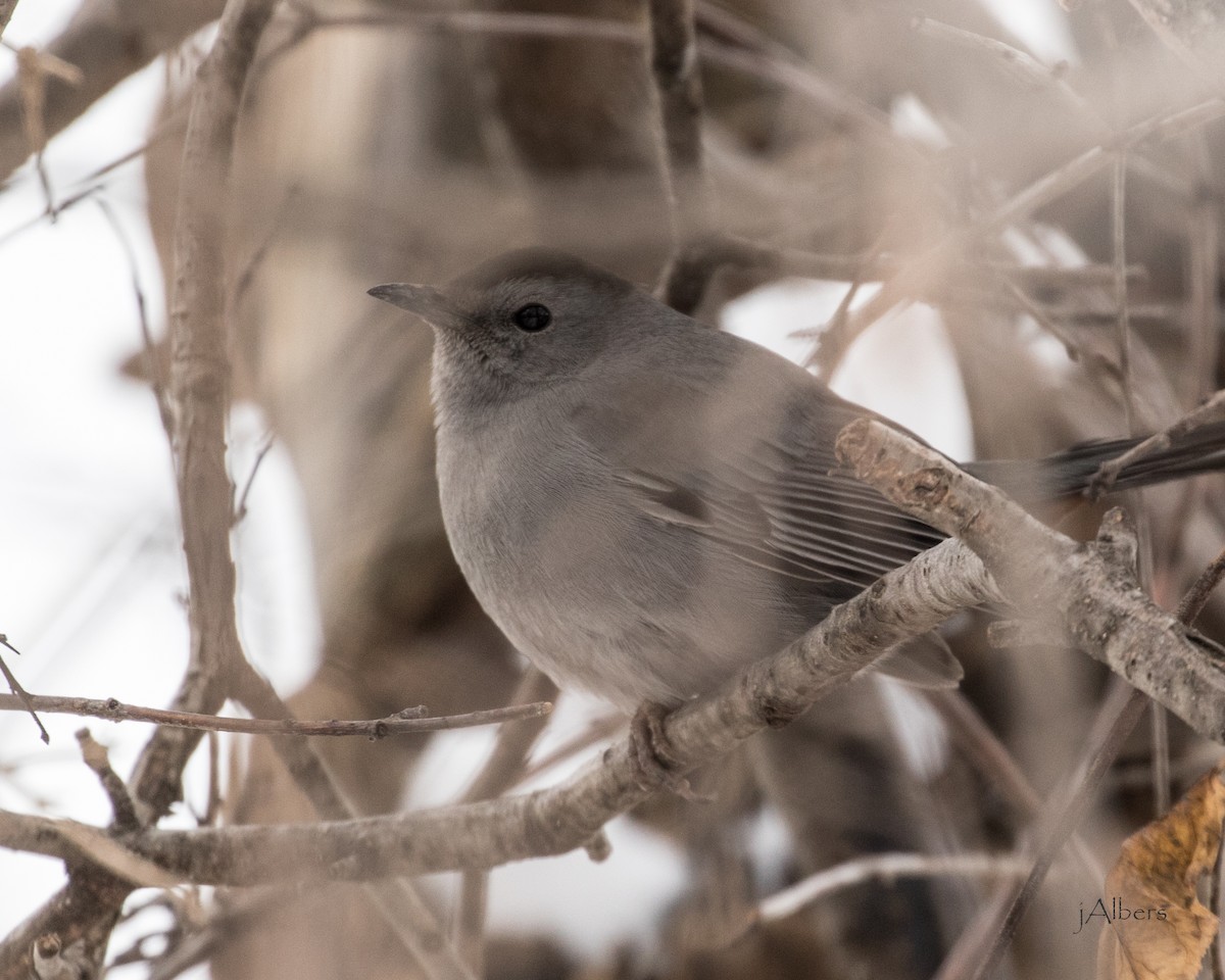 Gray Catbird - ML209985291