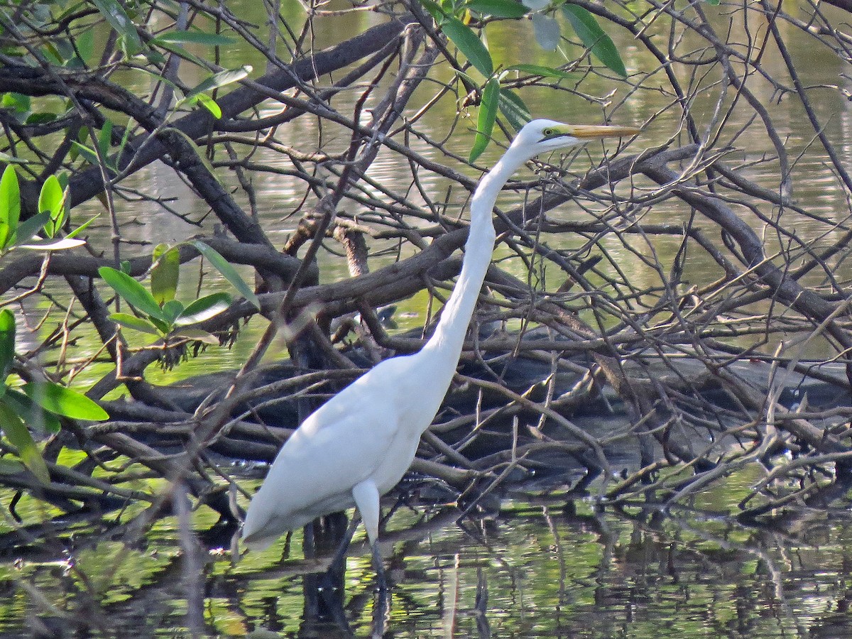 volavka bílá (ssp. melanorhynchos) - ML209986311