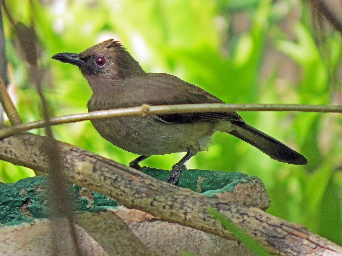 Bulbul Naranjero (grupo barbatus) - ML209986401