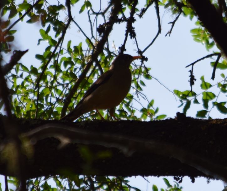 drozd falklandský - ML209986611