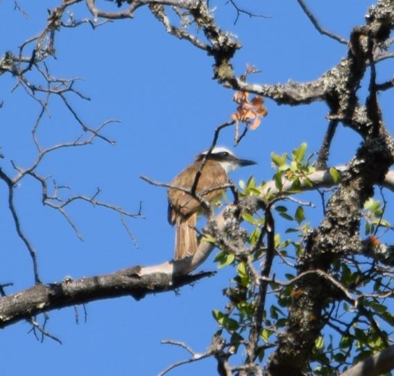 Great Kiskadee - ML209986671