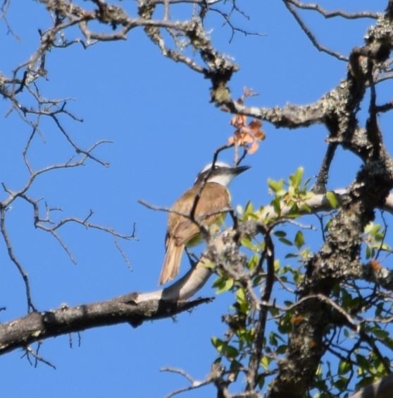 Great Kiskadee - ML209986681