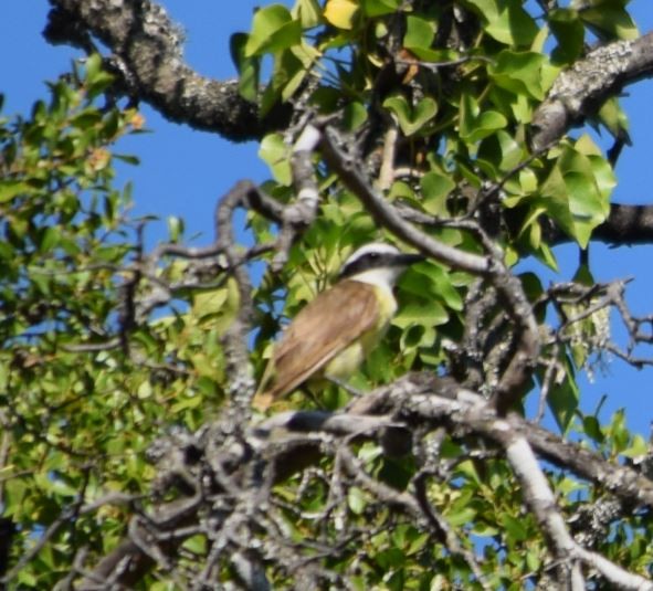 Great Kiskadee - ML209986691