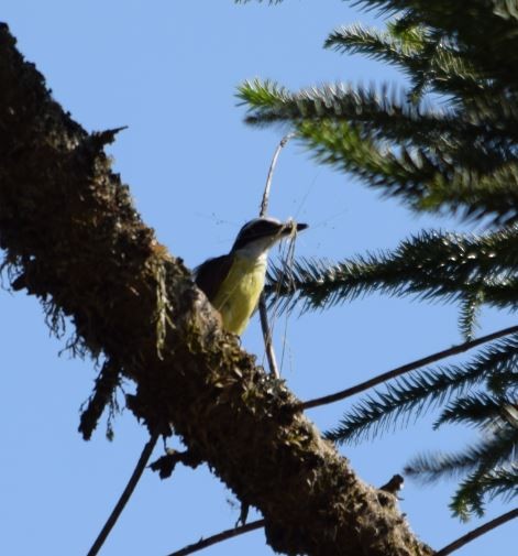 Great Kiskadee - ML209986701